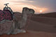 Dromedario Nel Deserto Al Wall Decal Design 2