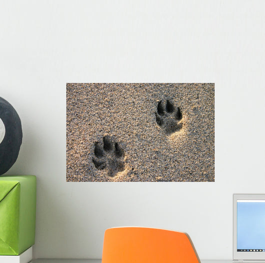 Dog Paw Prints in the Beach Sand Wall Mural
