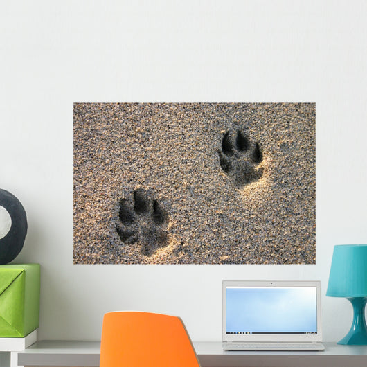 Dog Paw Prints in the Beach Sand Wall Mural