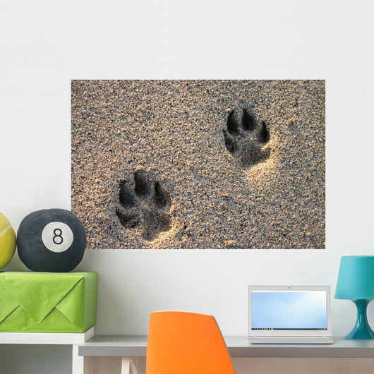 Dog Paw Prints in the Beach Sand Wall Mural