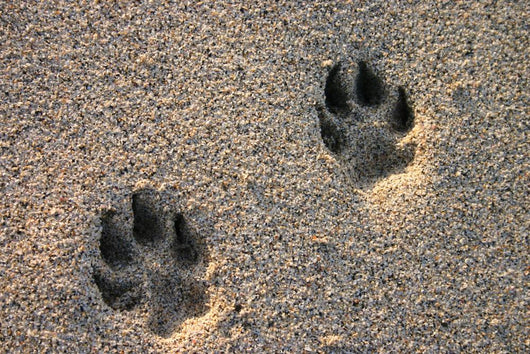 Dog Paw Prints in the Beach Sand Wall Mural