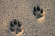 Dog Paw Prints in the Beach Sand Wall Mural