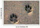 Dog Paw Prints in the Beach Sand Wall Mural