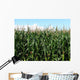 Corn Wall Mural