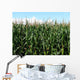 Corn Wall Mural