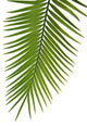 Palme Fond Blanc