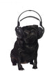 Black Pug Listening to Wall Decal Design 2