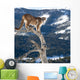 Mountain Lion od Dead Tree Snag Wall Mural