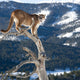 Mountain Lion od Dead Tree Snag Wall Mural