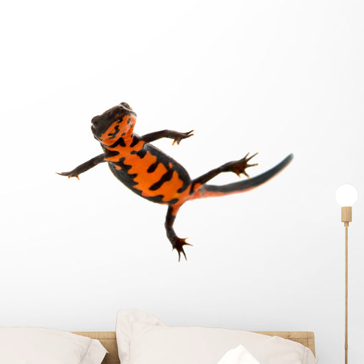 Swimming Fire Bellied Newt Wall Decal