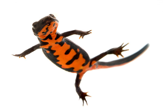 Swimming Fire Bellied Newt Wall Decal