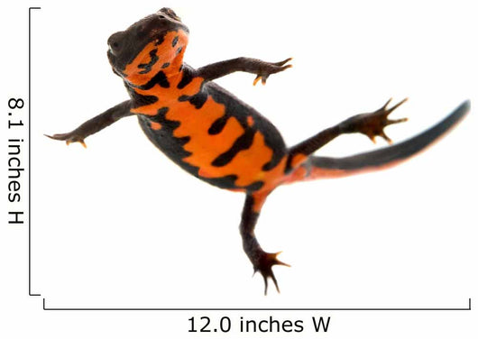 Swimming Fire Bellied Newt Wall Decal