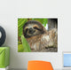 Three Toed Sloth Male Wall Mural