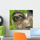 Three Toed Sloth Male Wall Mural