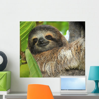 Three Toed Sloth Male Wall Mural shown on a wall