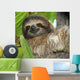 Three Toed Sloth Male Wall Mural