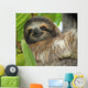 Three Toed Sloth Male Wall Mural