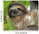 Three Toed Sloth Male Wall Mural