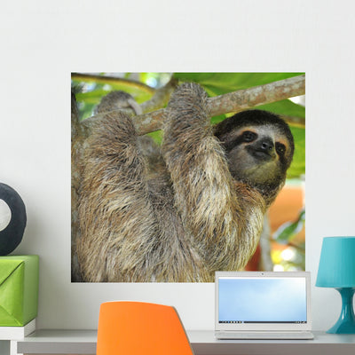 Three Toed Sloth Male shown on a wall