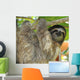 Three Toed Sloth Male