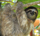 Three Toed Sloth Male