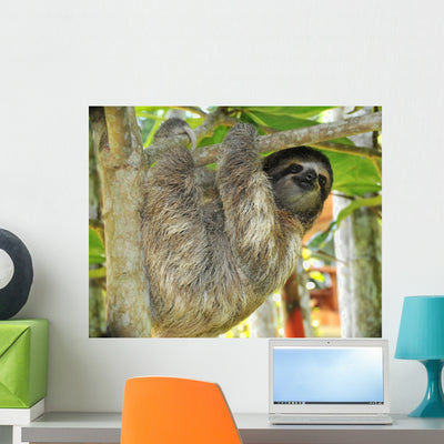 Three Toed Sloth Male Wall Mural shown on a wall