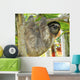 Three Toed Sloth Male Juvenile in Tree Wall Mural