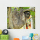 Three Toed Sloth Male Juvenile in Tree Wall Mural