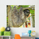 Three Toed Sloth Male Juvenile in Tree Wall Mural