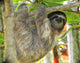 Three Toed Sloth Male Juvenile in Tree Wall Mural