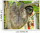 Three Toed Sloth Male Juvenile in Tree Wall Mural