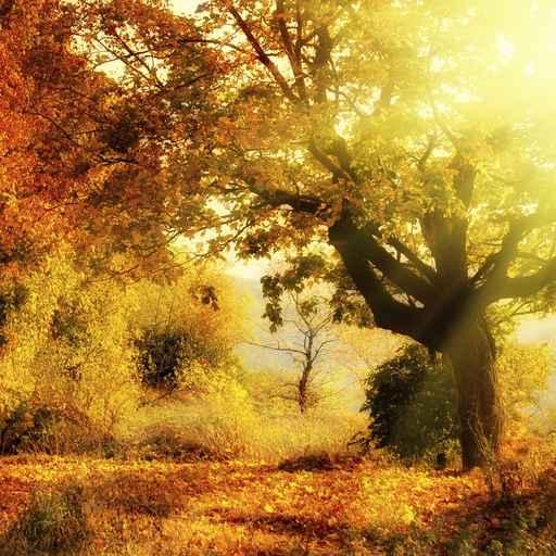 Autumn Forest with Sun Wall Decal Design 2
