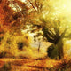 Autumn Forest with Sun Wall Decal Design 2