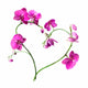 Heart from Pink Orchids