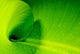 Banana leaf Wall Mural