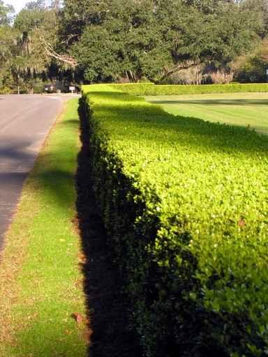 Hedge Sun Wall Decal