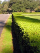 Hedge Sun Wall Decal
