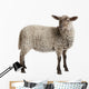 Lamb Wall Decal