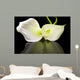 Beautiful White Calla Lilies