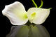 Beautiful White Calla Lilies