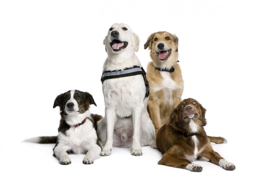 Group of Bastard Dogs Sitting Wall Decal