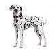 Dalmatian Wall Decal