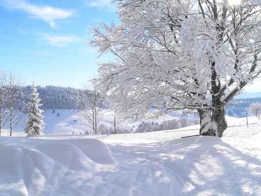 Winter Wonderland Wall Decal