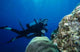 Scuba Diving Wall Decal