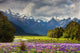 Mountain Landscape With Blossoming Field New Zealand Wall Mural