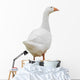 Goose Wall Decal