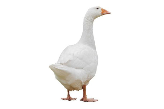 Goose Wall Decal