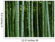 Bamboo