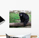 American Black Bear Sitting on a Tree Trunk Wall Mural