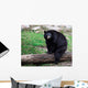 American Black Bear Sitting on a Tree Trunk Wall Mural